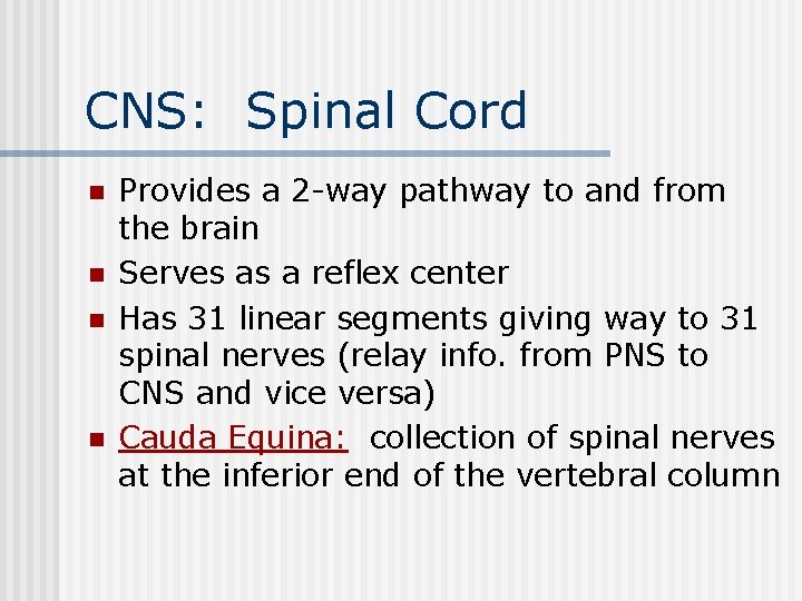 CNS: Spinal Cord n n Provides a 2 -way pathway to and from the