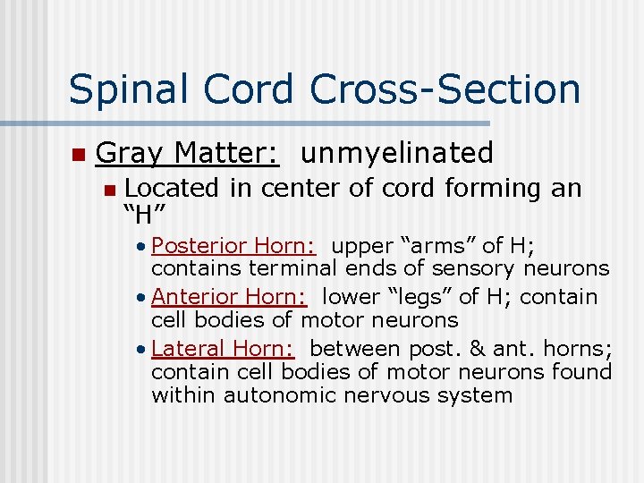 Spinal Cord Cross-Section n Gray Matter: unmyelinated n Located in center of cord forming