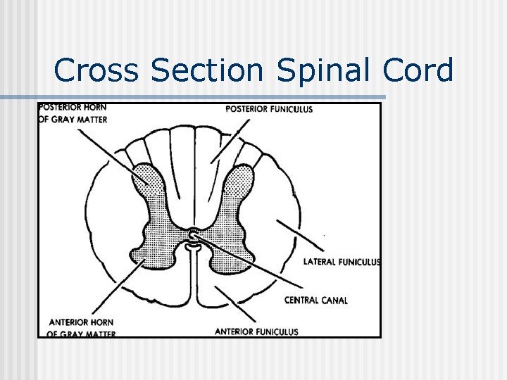 Cross Section Spinal Cord 