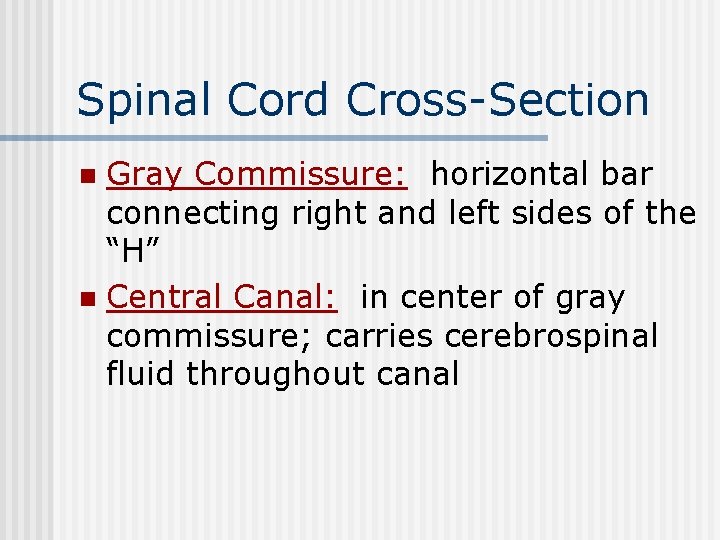 Spinal Cord Cross-Section Gray Commissure: horizontal bar connecting right and left sides of the