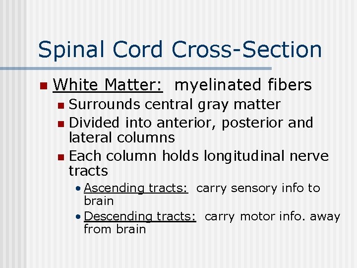 Spinal Cord Cross-Section n White Matter: myelinated fibers Surrounds central gray matter n Divided