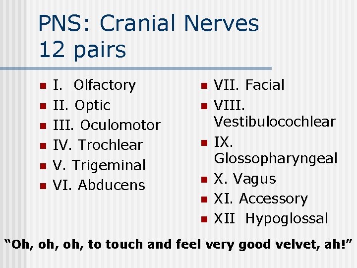 PNS: Cranial Nerves 12 pairs n n n I. Olfactory II. Optic III. Oculomotor