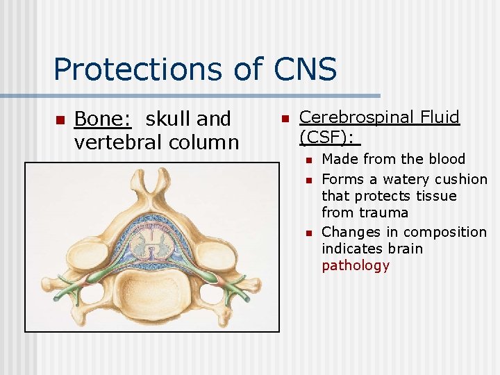 Protections of CNS n Bone: skull and vertebral column n Cerebrospinal Fluid (CSF): n