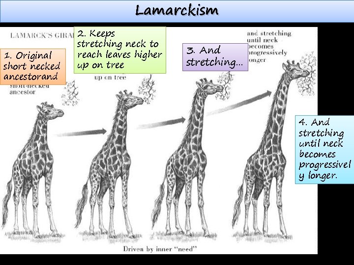 Lamarckism 1. Original short necked ancestorand 2. Keeps stretching neck to reach leaves higher