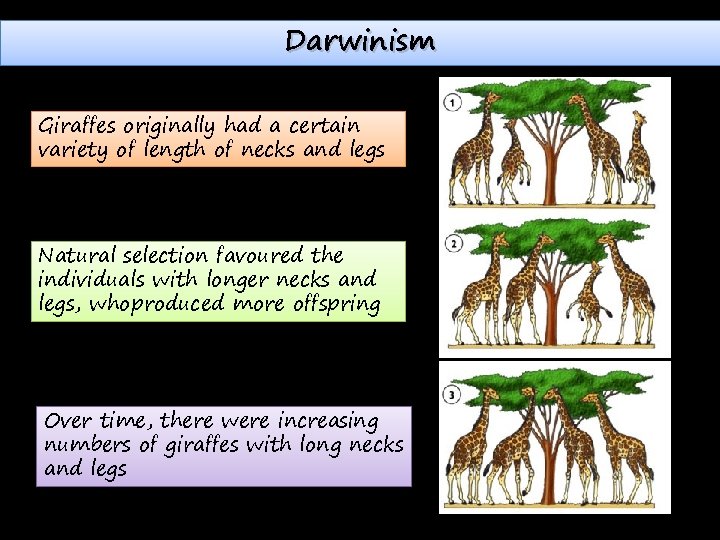 Darwinism Giraffes originally had a certain variety of length of necks and legs Natural