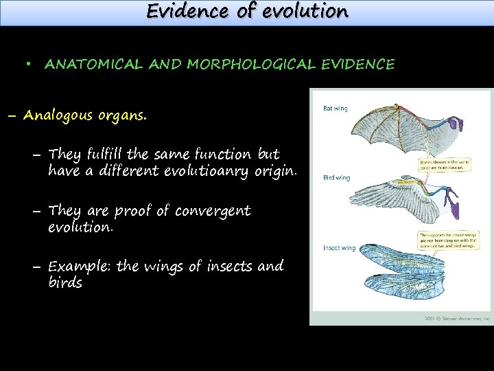 Evidence of evolution • ANATOMICAL AND MORPHOLOGICAL EVIDENCE – Analogous organs. – They fulfill