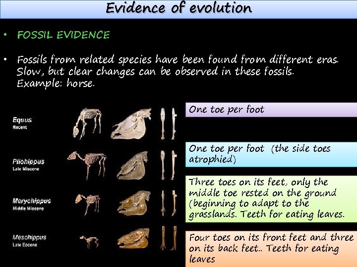 Evidence of evolution • FOSSIL EVIDENCE • Fossils from related species have been found