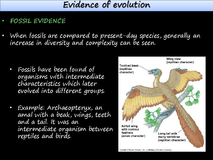 Evidence of evolution • FOSSIL EVIDENCE • When fossils are compared to present-day species,