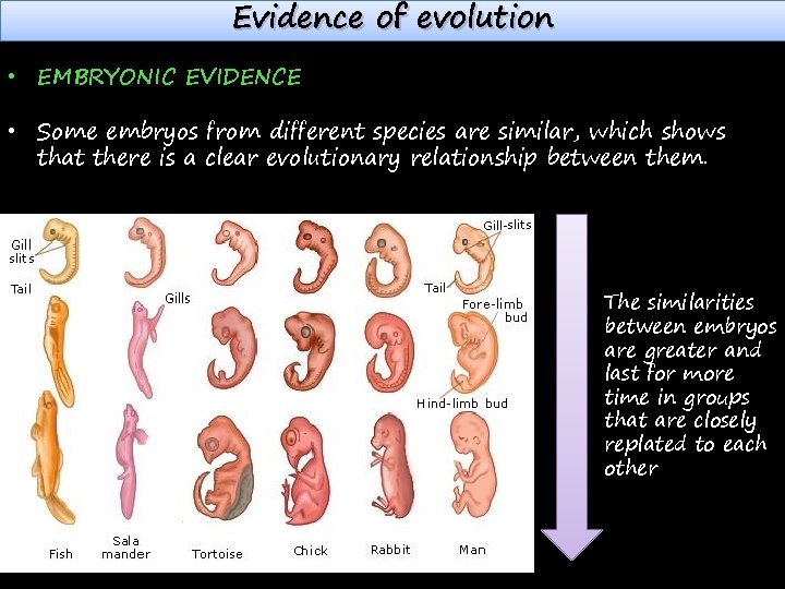 Evidence of evolution • EMBRYONIC EVIDENCE • Some embryos from different species are similar,
