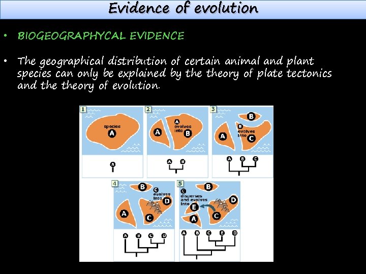 Evidence of evolution • BIOGEOGRAPHYCAL EVIDENCE • The geographical distribution of certain animal and