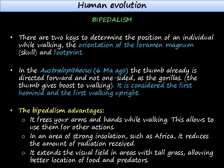 Human evolution BIPEDALISM • There are two keys to determine the position of an