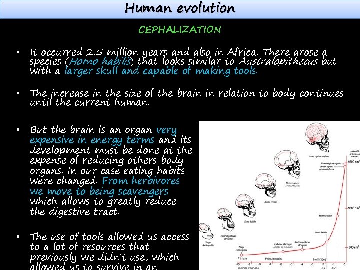 Human evolution CEPHALIZATION • It occurred 2. 5 million years and also in Africa.