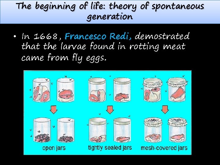 The beginning of life: theory of spontaneous generation • In 1668, Francesco Redi, demostrated