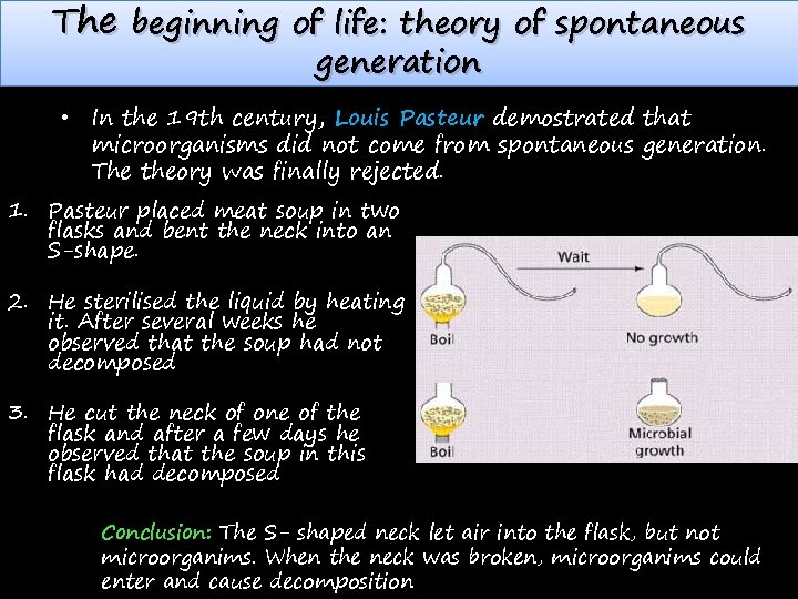 The beginning of life: theory of spontaneous generation • In the 19 th century,