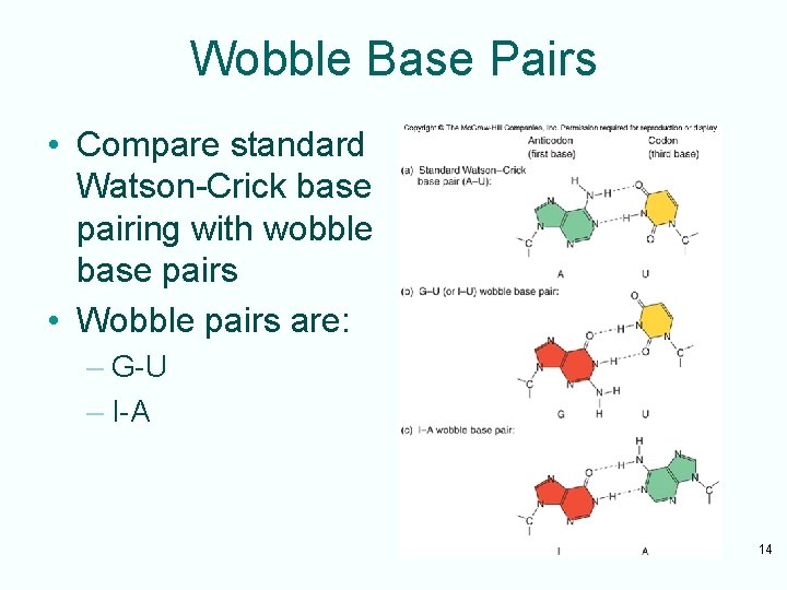 Wobble Base Pairs • Compare standard Watson-Crick base pairing with wobble base pairs •