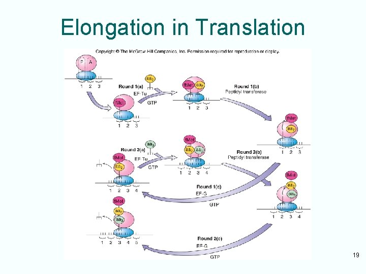 Elongation in Translation 19 