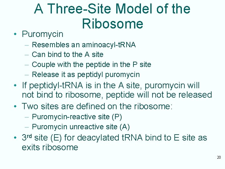 A Three-Site Model of the Ribosome • Puromycin – – Resembles an aminoacyl-t. RNA