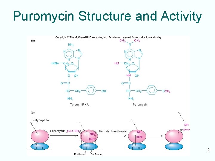 Puromycin Structure and Activity 21 