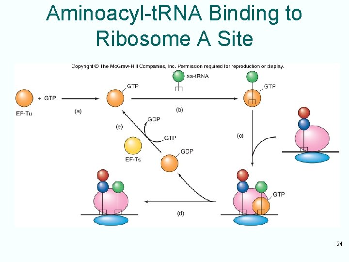 Aminoacyl-t. RNA Binding to Ribosome A Site 24 