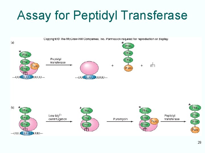 Assay for Peptidyl Transferase 29 