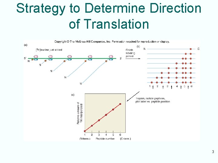 Strategy to Determine Direction of Translation 3 