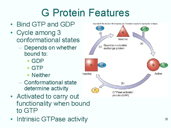 G Protein Features • Bind GTP and GDP • Cycle among 3 conformational states