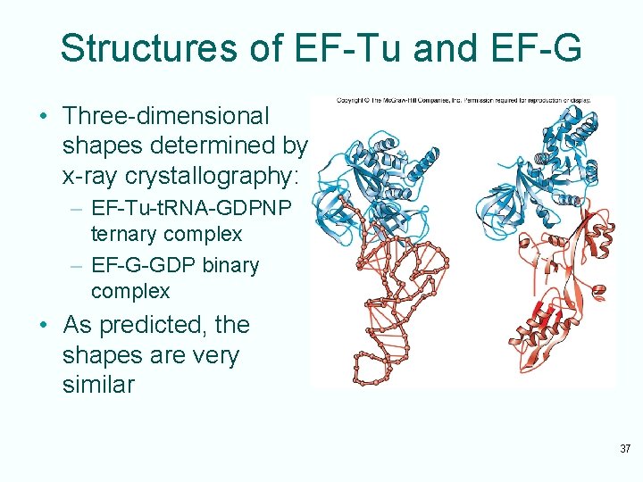 Structures of EF-Tu and EF-G • Three-dimensional shapes determined by x-ray crystallography: – EF-Tu-t.