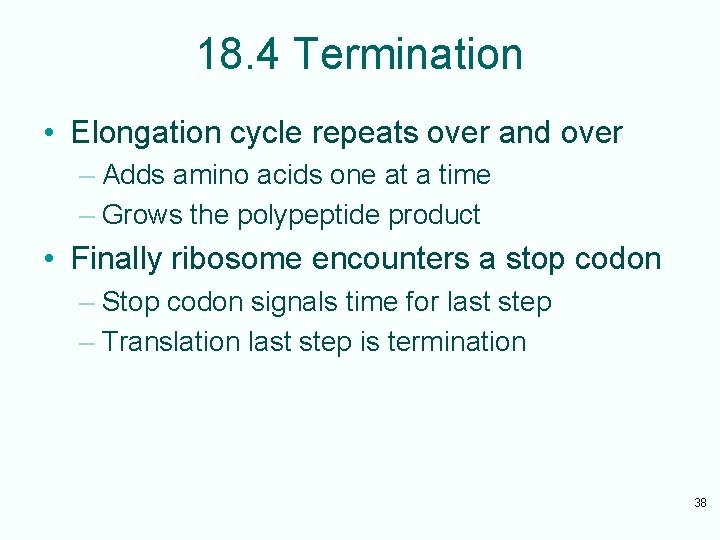 18. 4 Termination • Elongation cycle repeats over and over – Adds amino acids