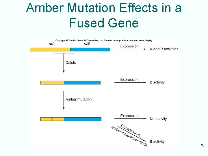 Amber Mutation Effects in a Fused Gene 40 