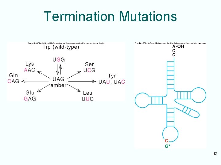 Termination Mutations 42 