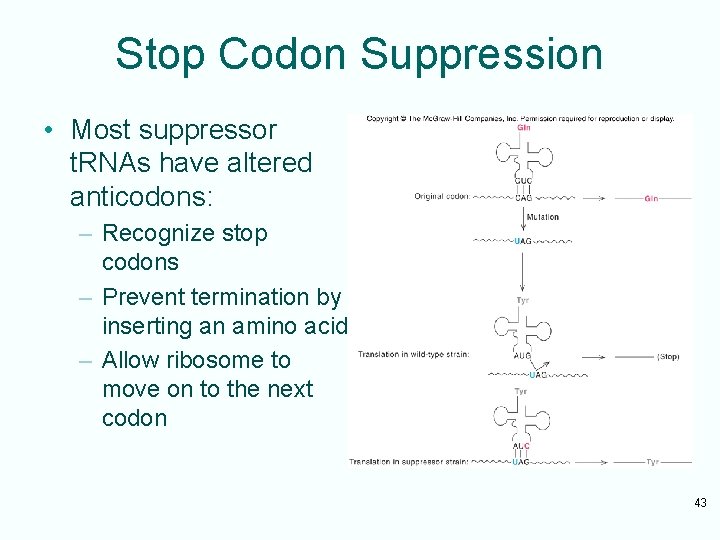 Stop Codon Suppression • Most suppressor t. RNAs have altered anticodons: – Recognize stop