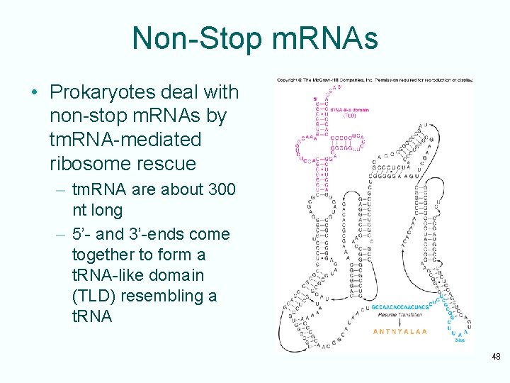 Non-Stop m. RNAs • Prokaryotes deal with non-stop m. RNAs by tm. RNA-mediated ribosome