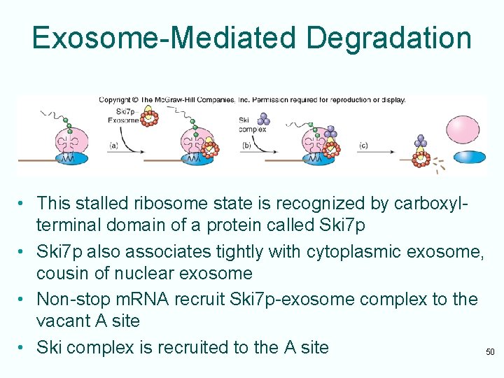Exosome-Mediated Degradation • This stalled ribosome state is recognized by carboxylterminal domain of a