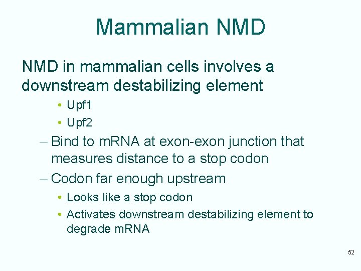 Mammalian NMD in mammalian cells involves a downstream destabilizing element • Upf 1 •