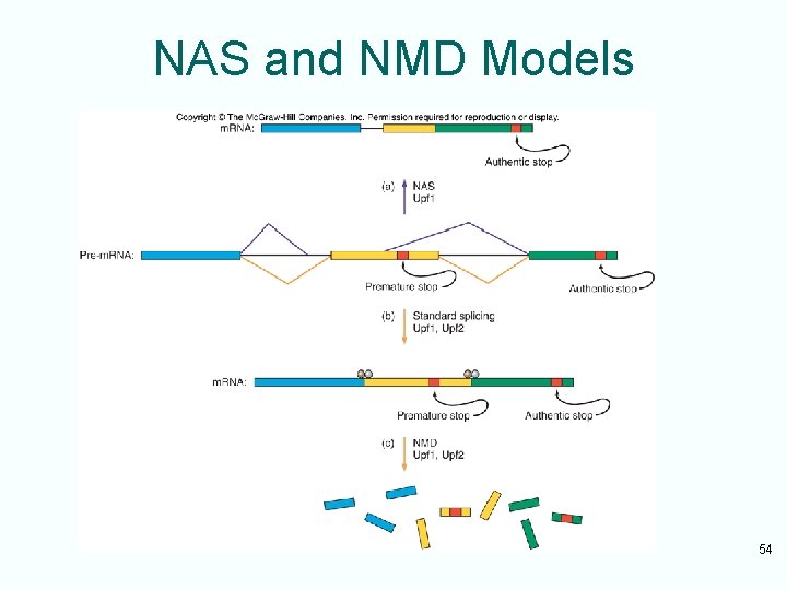 NAS and NMD Models 54 