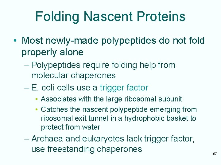 Folding Nascent Proteins • Most newly-made polypeptides do not fold properly alone – Polypeptides