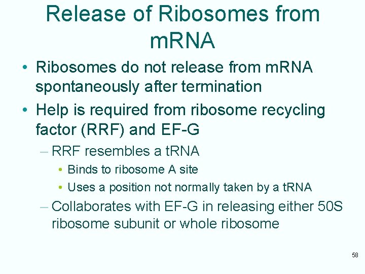 Release of Ribosomes from m. RNA • Ribosomes do not release from m. RNA