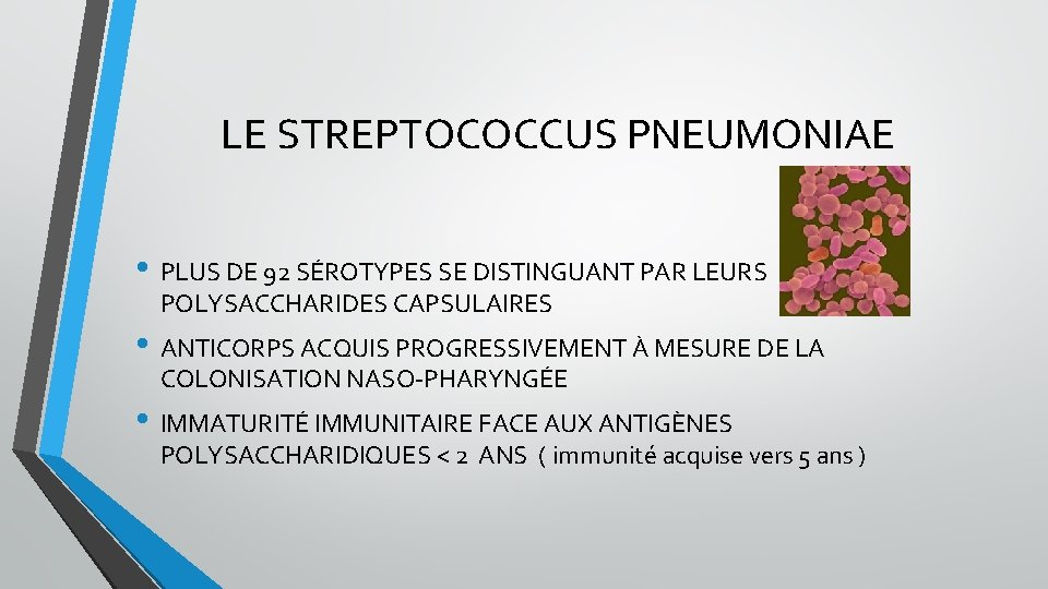 LE STREPTOCOCCUS PNEUMONIAE • PLUS DE 92 SÉROTYPES SE DISTINGUANT PAR LEURS POLYSACCHARIDES CAPSULAIRES