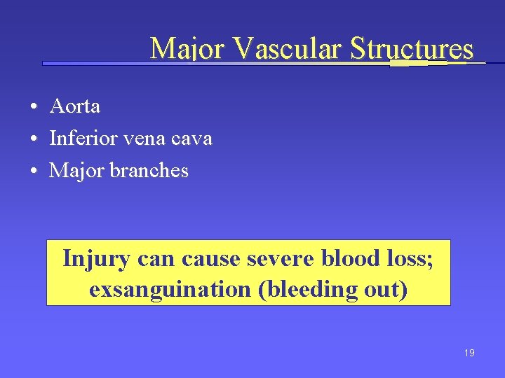 Major Vascular Structures • Aorta • Inferior vena cava • Major branches Injury can