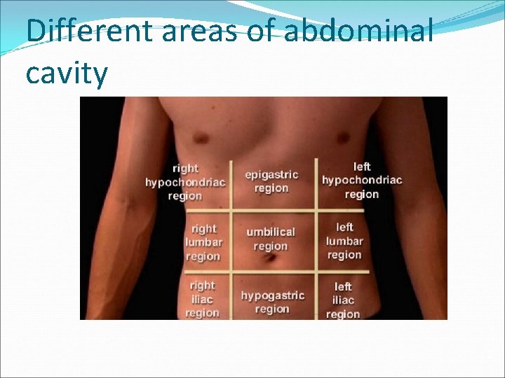 Different areas of abdominal cavity 