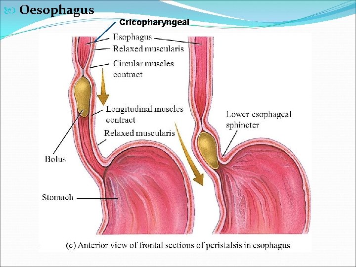  Oesophagus Cricopharyngeal 