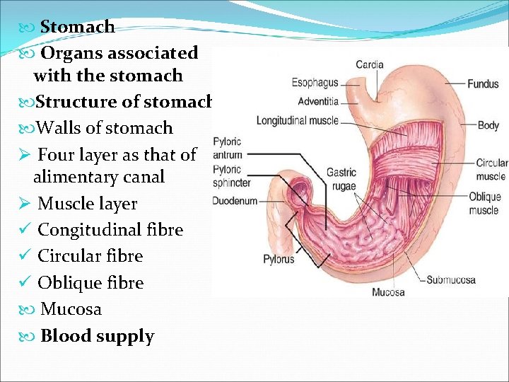  Stomach Organs associated with the stomach Structure of stomach Walls of stomach Ø