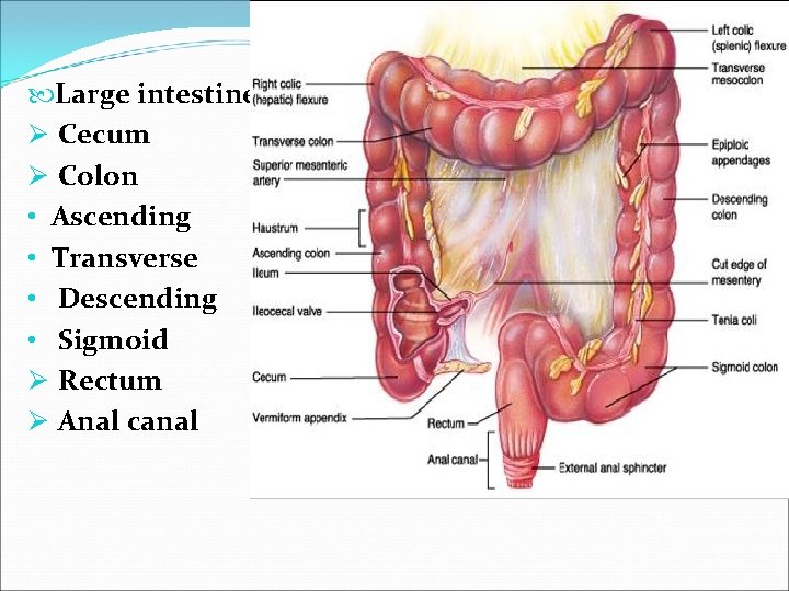  Large intestine Ø Cecum Ø Colon • Ascending • Transverse • Descending •