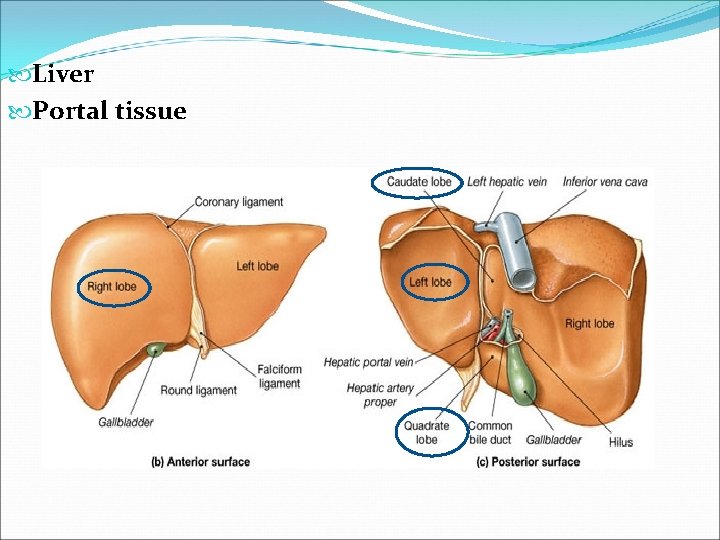  Liver Portal tissue 