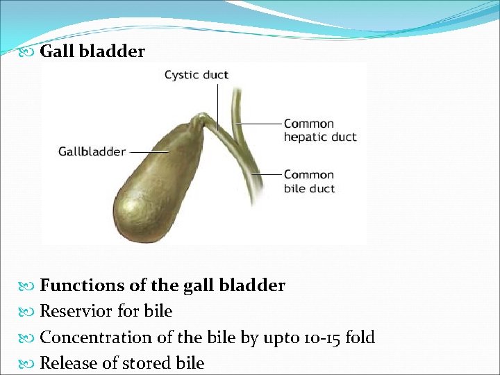  Gall bladder Functions of the gall bladder Reservior for bile Concentration of the