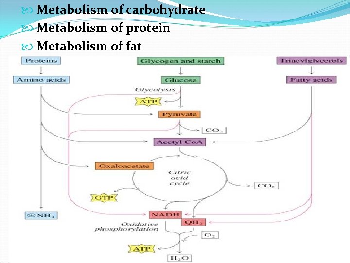  Metabolism of carbohydrate Metabolism of protein Metabolism of fat 