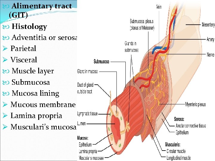  Alimentary tract (GIT) Histology Adventitia or serosa Ø Parietal Ø Visceral Muscle layer