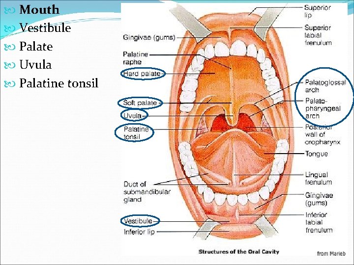  Mouth Vestibule Palate Uvula Palatine tonsil 