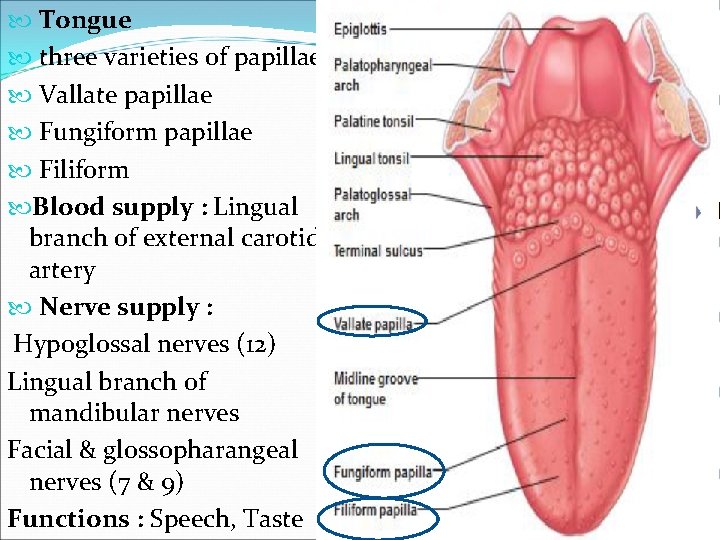  Tongue three varieties of papillae Vallate papillae Fungiform papillae Filiform Blood supply :