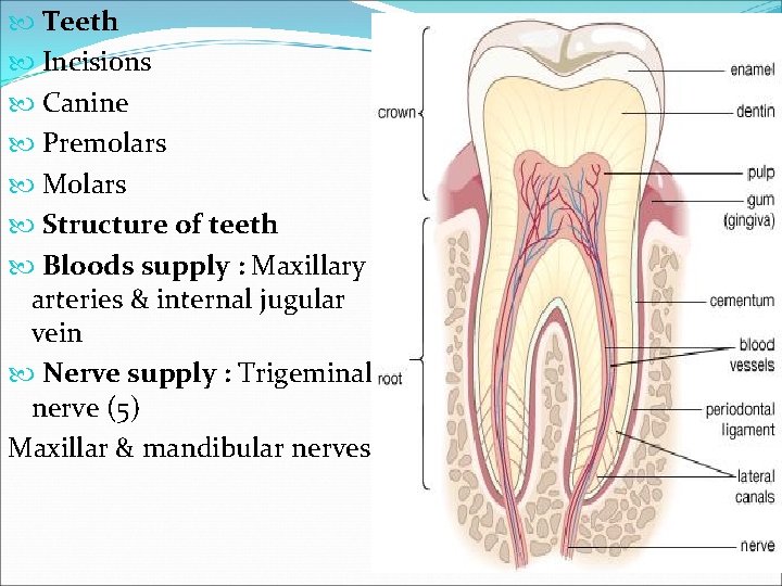  Teeth Incisions Canine Premolars Molars Structure of teeth Bloods supply : Maxillary arteries